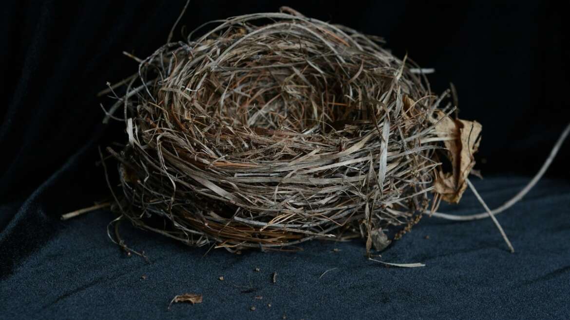 How to Safely Remove a Bird Nest from a Dryer Vent