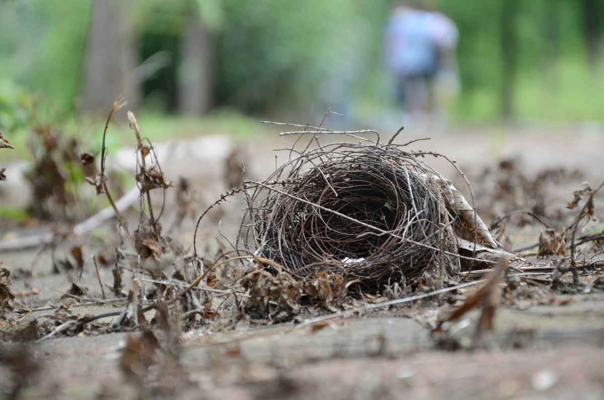 nest in dryer vent